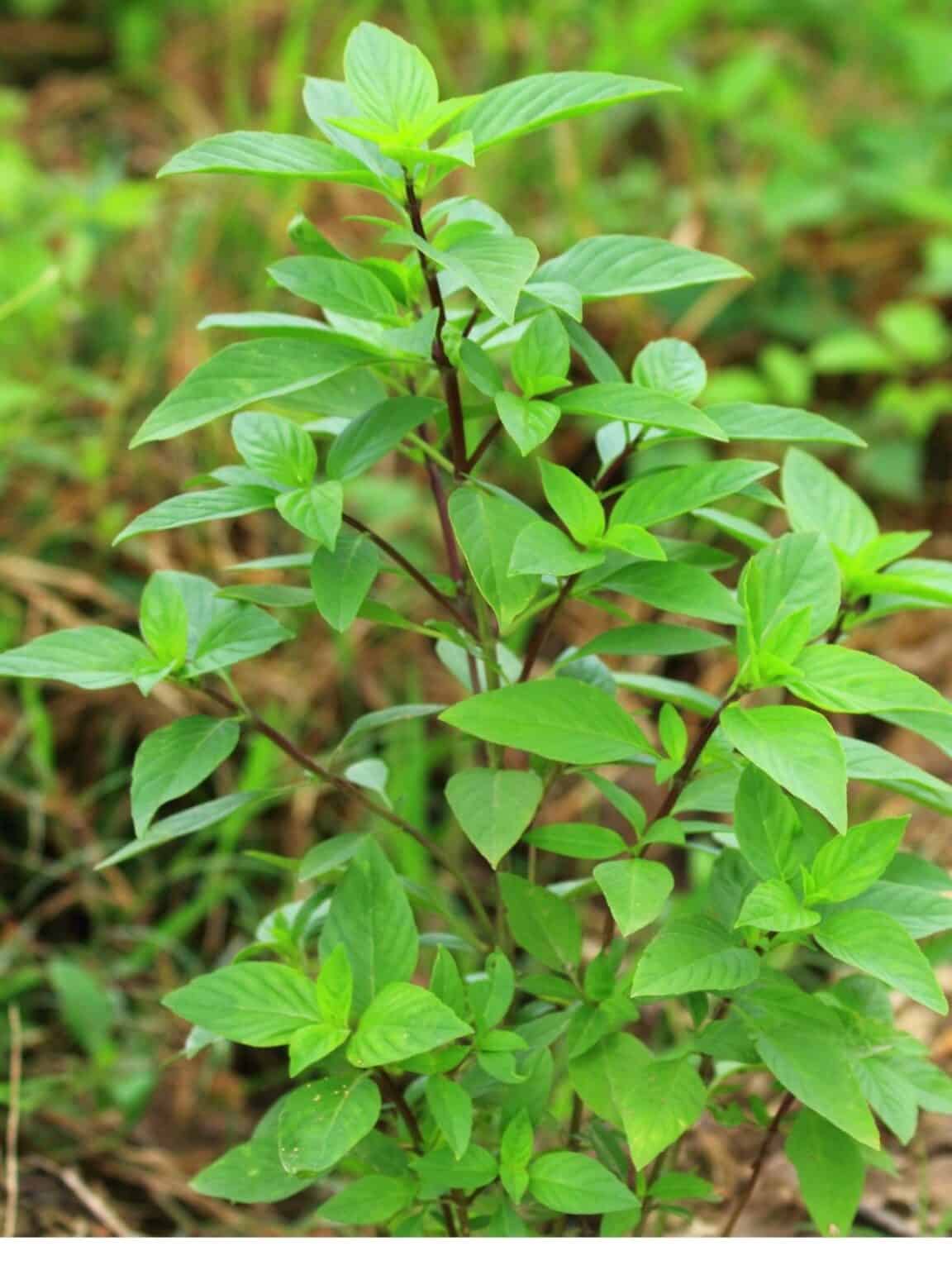 How to Preserve Thai Basil Easy Recipes Guide Intentional Hospitality