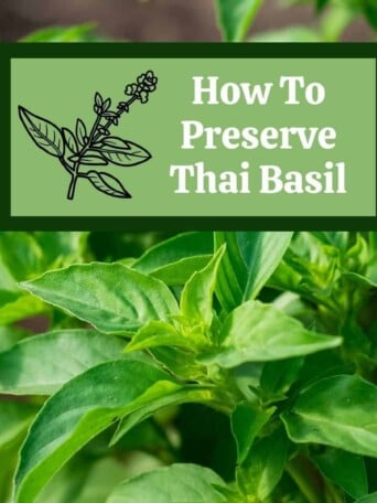 thai basil plants