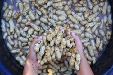 Two hands hold a pile of wet, unshelled peanuts over a large container filled with more peanuts soaking in water.
